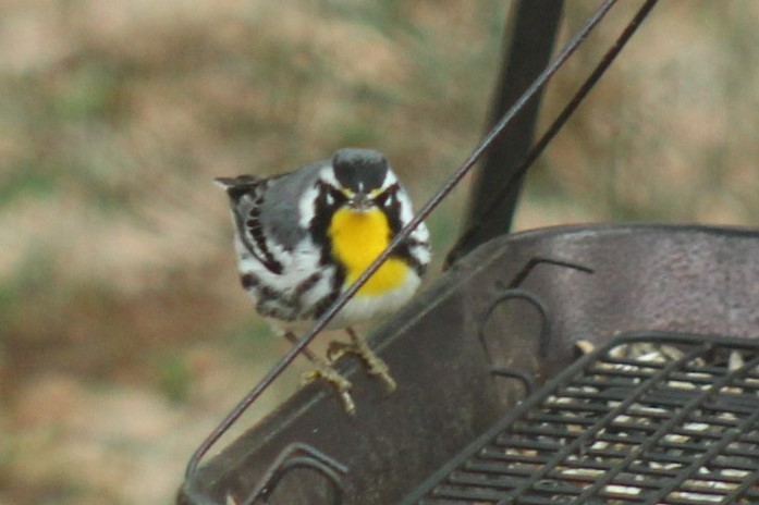 Paruline à gorge jaune - ML647865261