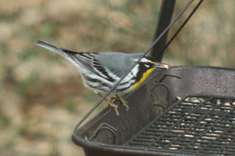 Paruline à gorge jaune - ML647865264