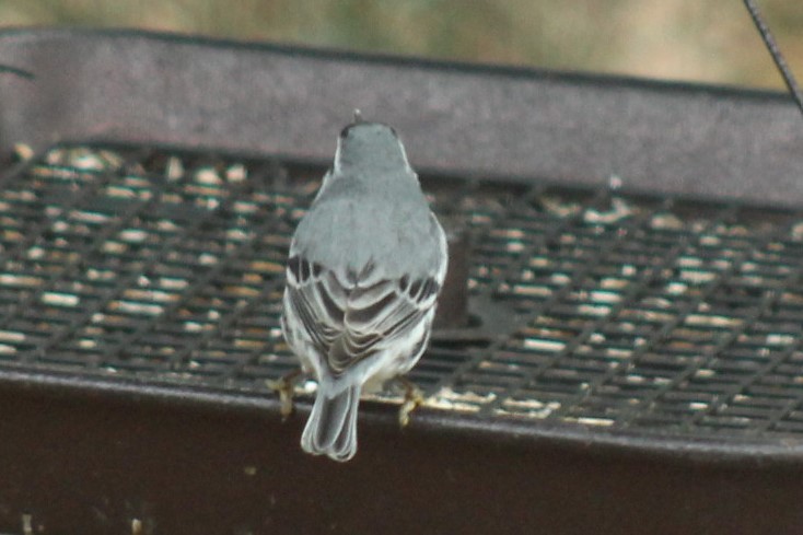 Paruline à gorge jaune - ML647865265