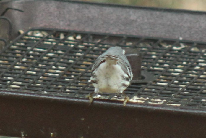 Paruline à gorge jaune - ML647865266