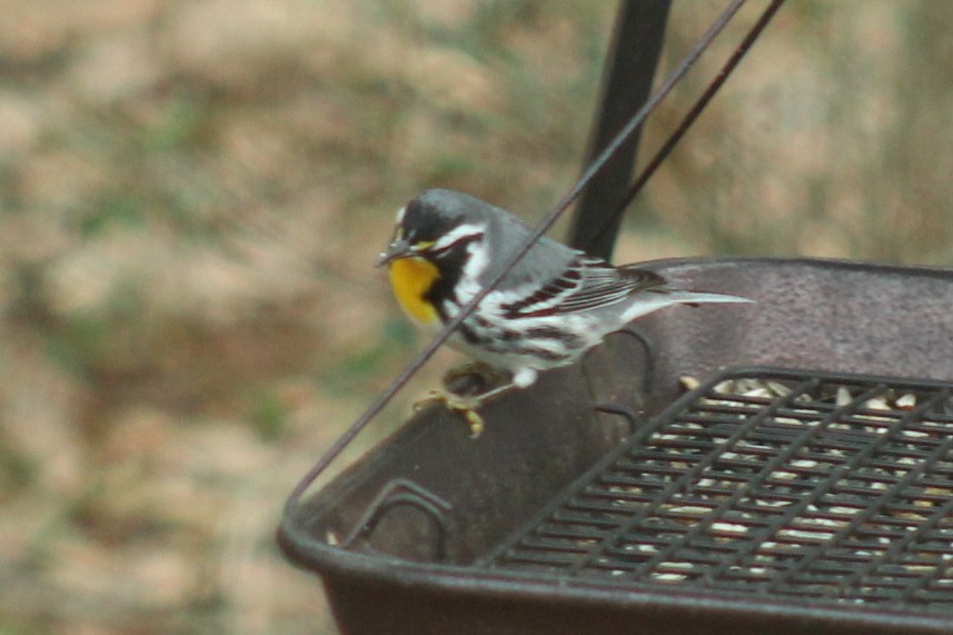 Paruline à gorge jaune - ML647865267