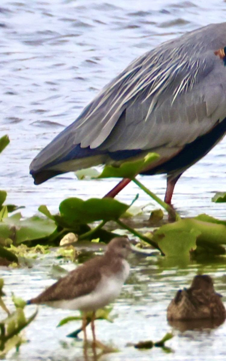 Greater Yellowlegs - ML647865280
