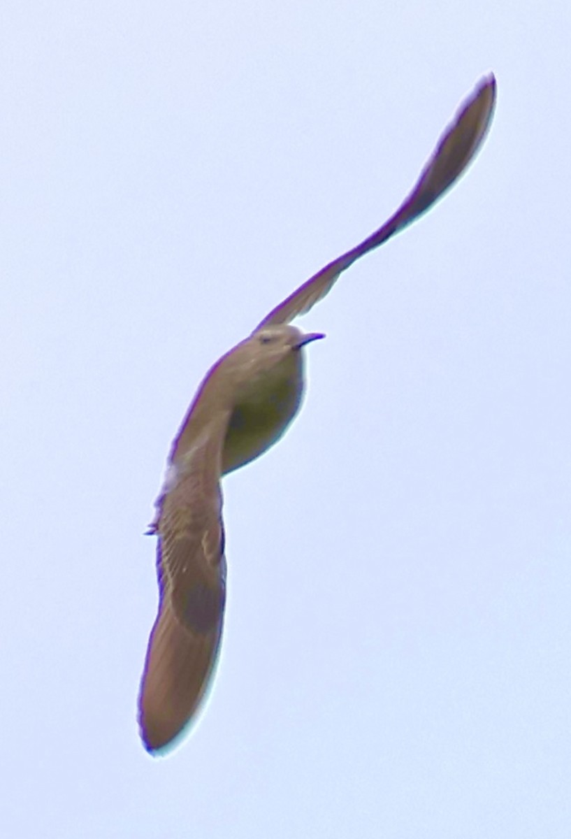Greater Yellowlegs - ML647865288
