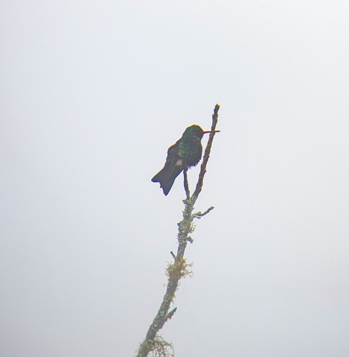 Сверкающий изумруд - ML647865290