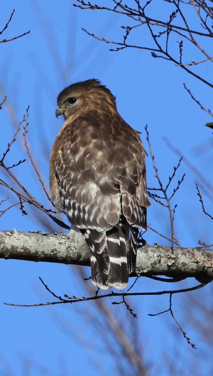 Красноплечий канюк - ML647865291