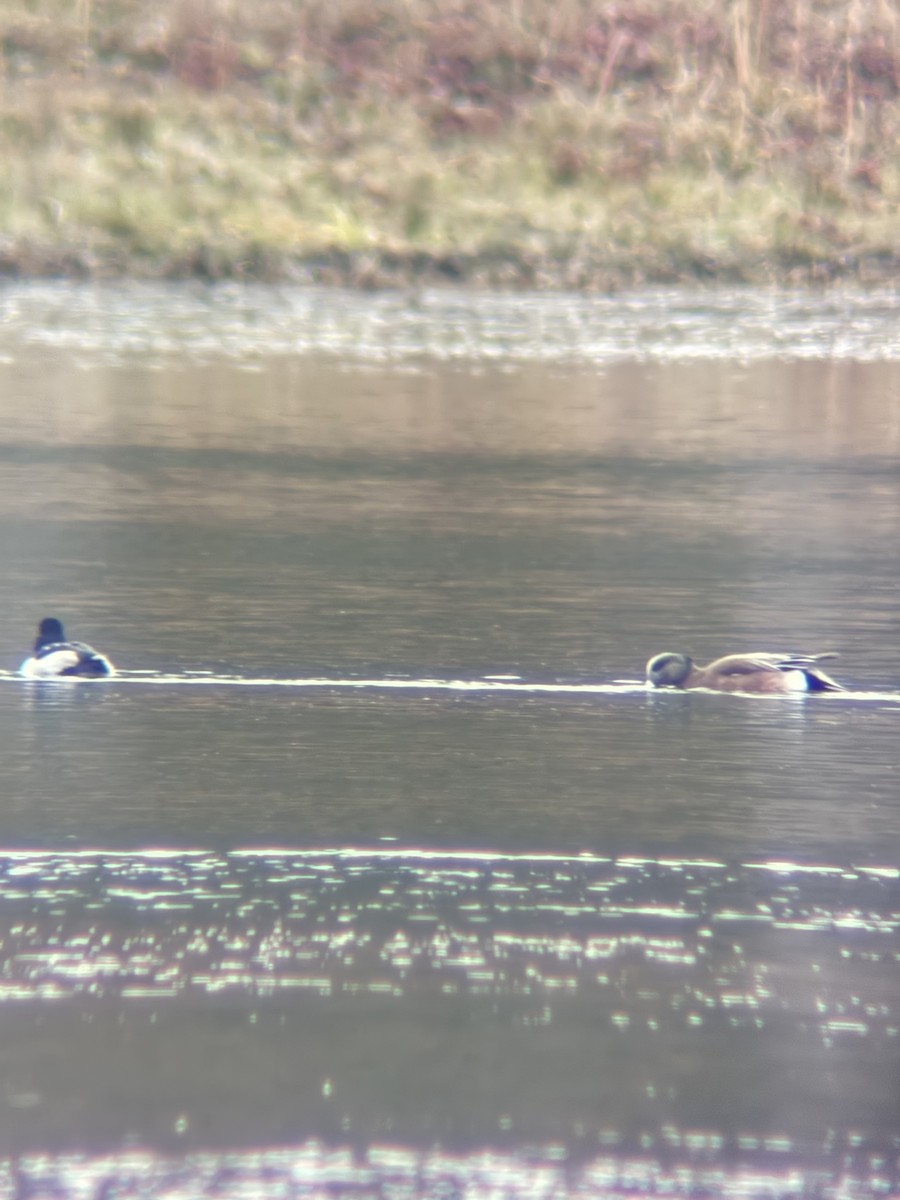 Американская свиязь - ML647865294