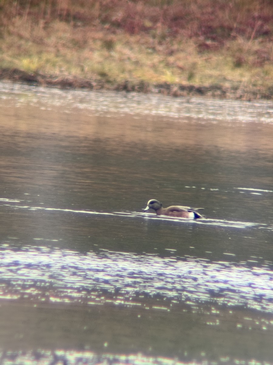 Американская свиязь - ML647865295