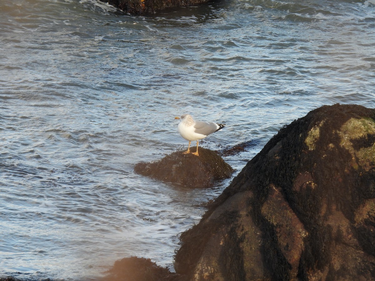 Larus sp. - ML647865300