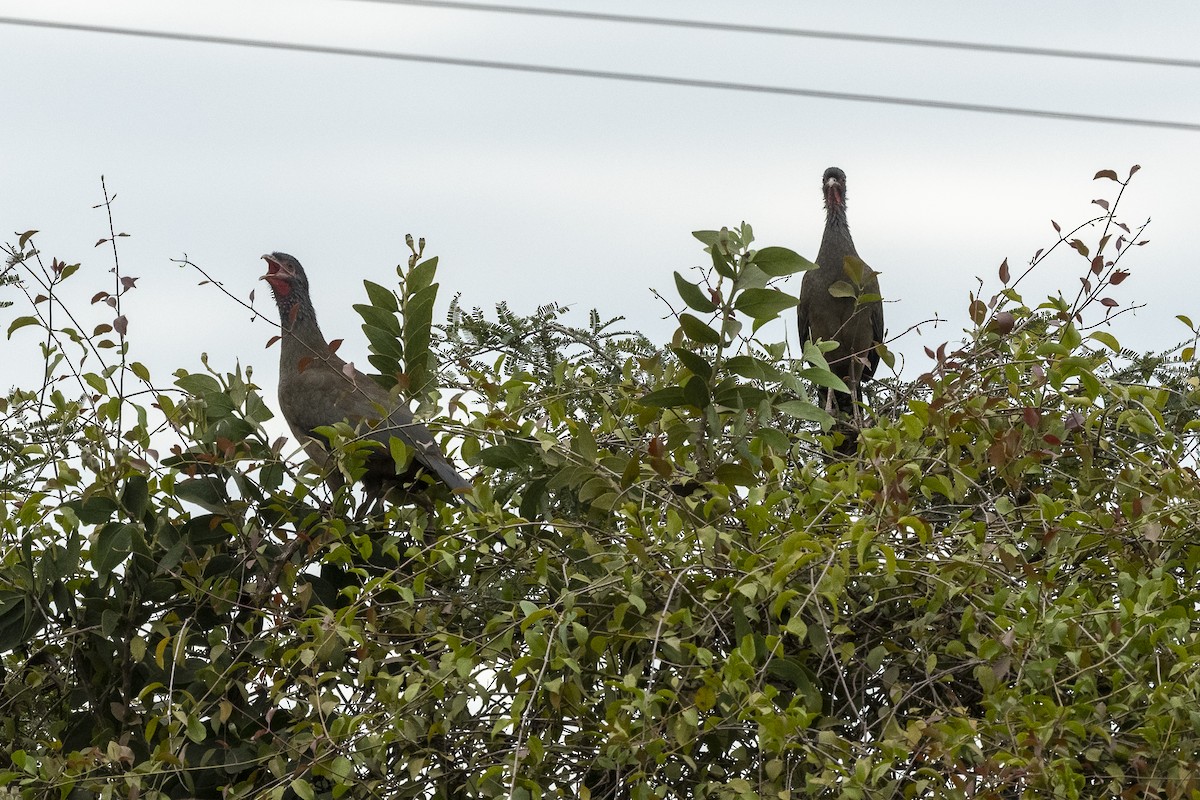 Чакская чачалака - ML647865301