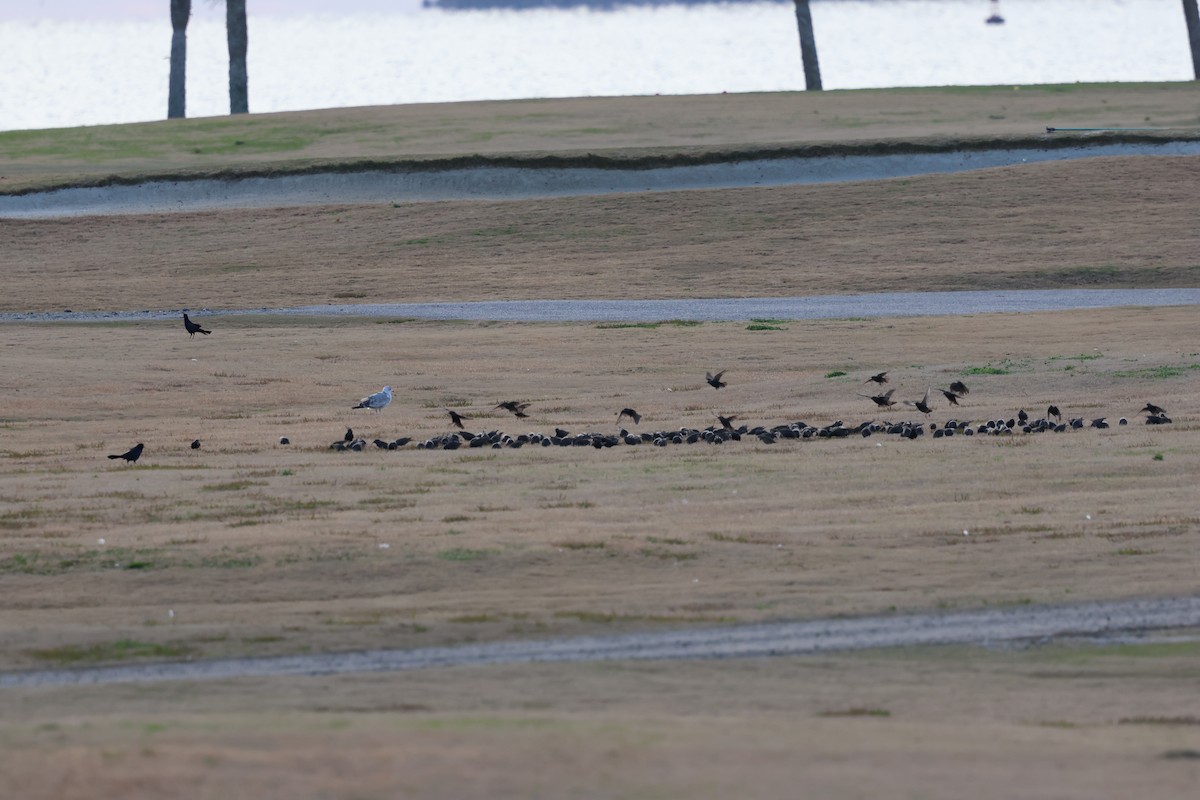 Обыкновенный скворец - ML647865302