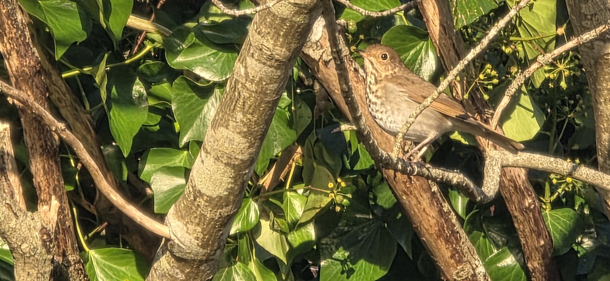 Дрозд-отшельник - ML647865303