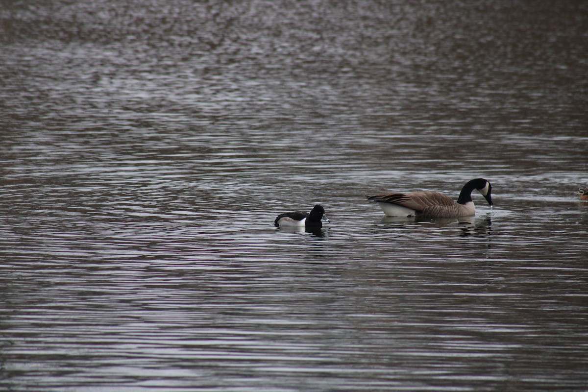 Кольчатая чернеть - ML647865304