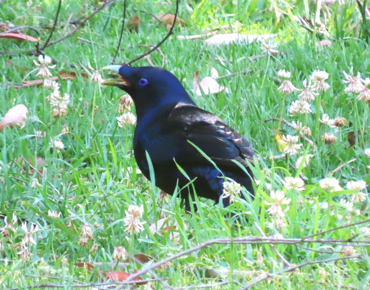 Атласный шалашник - ML647865305