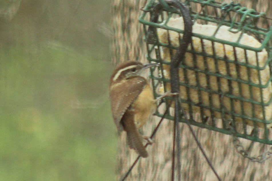 Каролинский крапивник - ML647865306