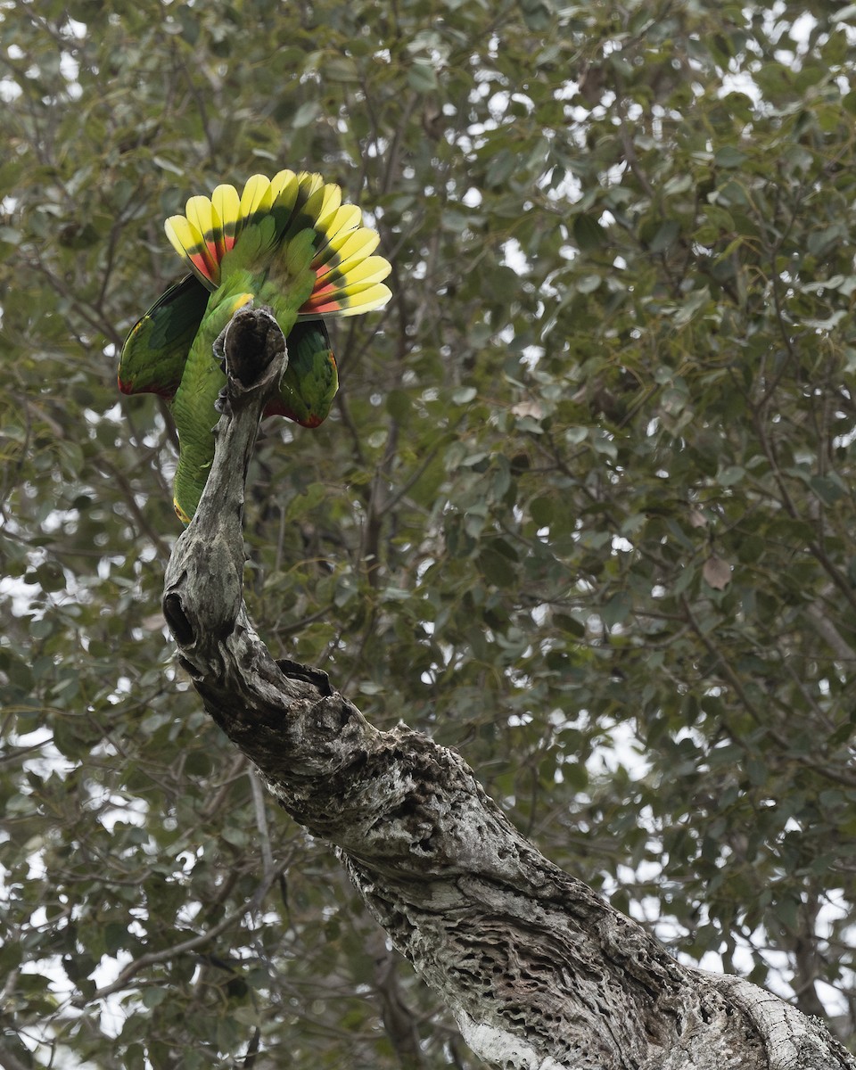 Синелобый амазон - ML647865309