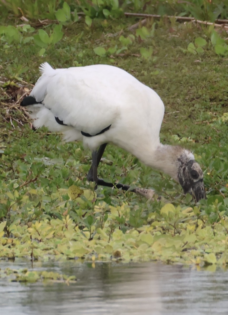 Американский клювач - ML647865310