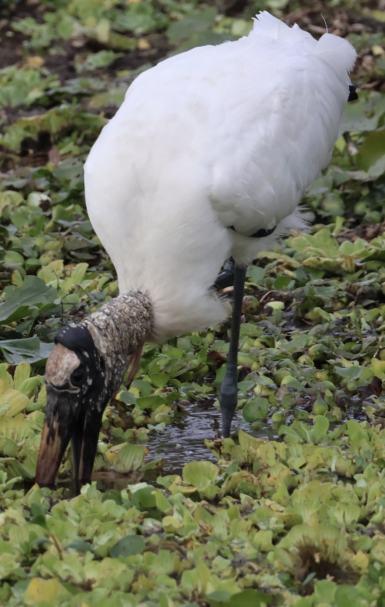 Американский клювач - ML647865311