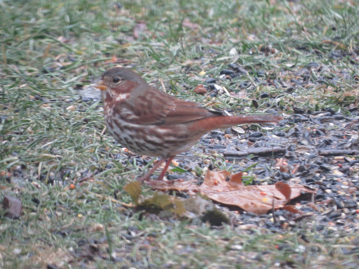 Пестрогрудая овсянка - ML647865312