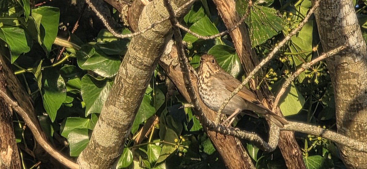 Дрозд-отшельник - ML647865317