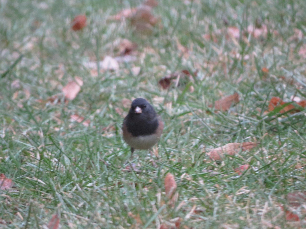 Серый юнко (Орегонский) - ML647865318