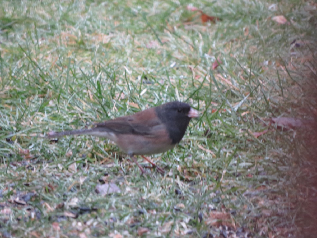 Серый юнко (Орегонский) - ML647865319