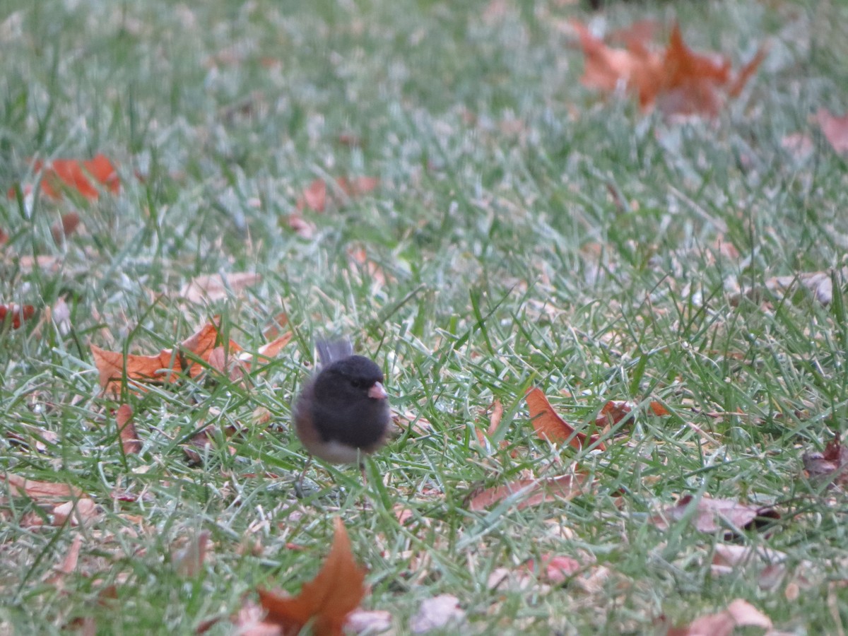 Серый юнко (Орегонский) - ML647865320