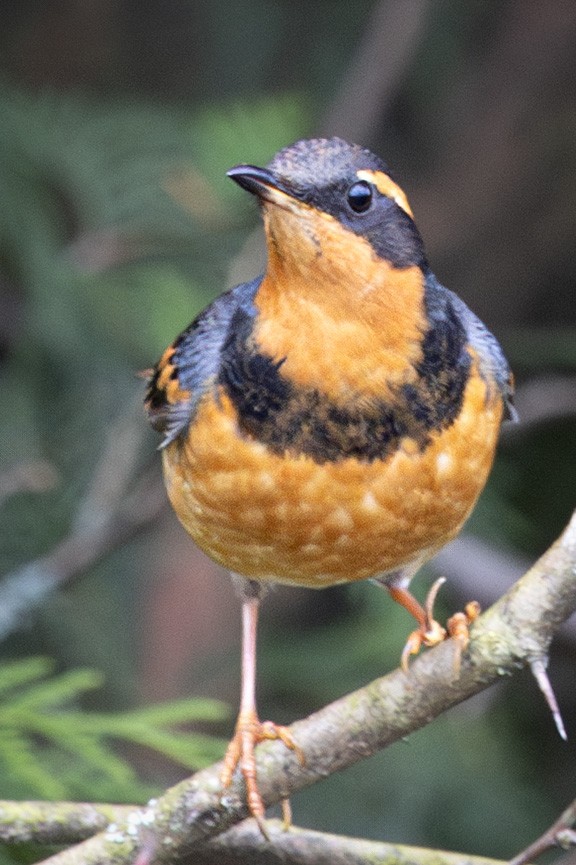 Разноголосый дрозд - ML647865321