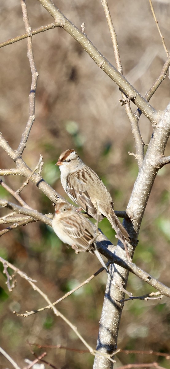 Полевая малая овсянка - ML647865323
