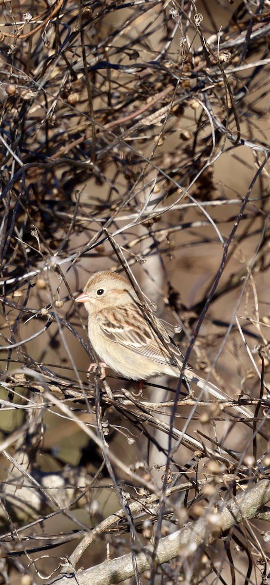 Полевая малая овсянка - ML647865324
