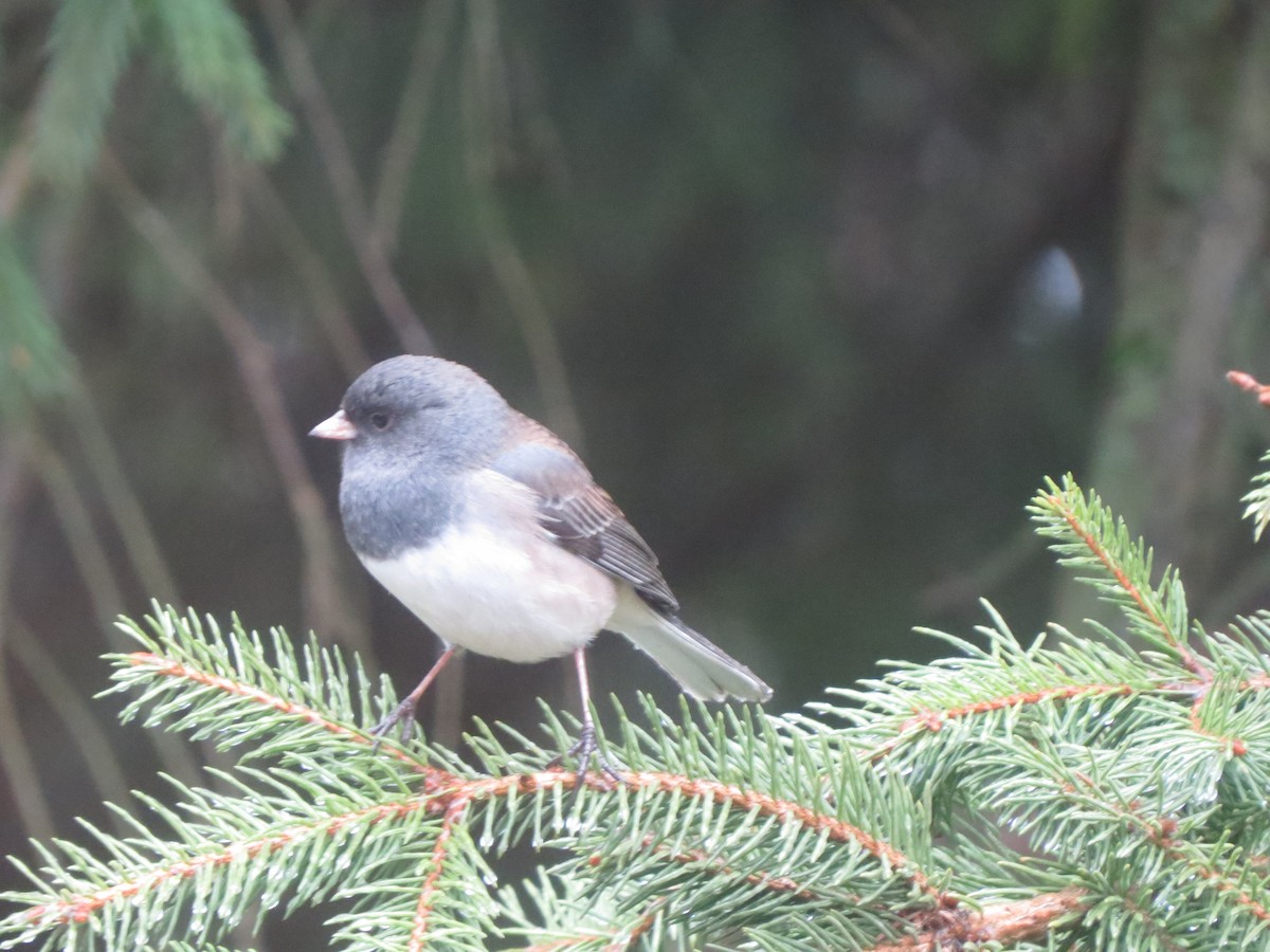 Серый юнко (Орегонский) - ML647865327