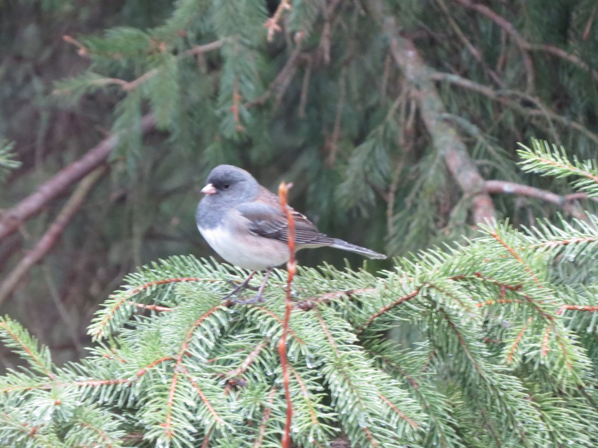 Серый юнко (Орегонский) - ML647865328