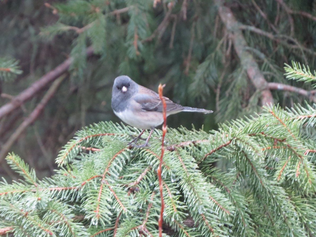 Серый юнко (Орегонский) - ML647865329