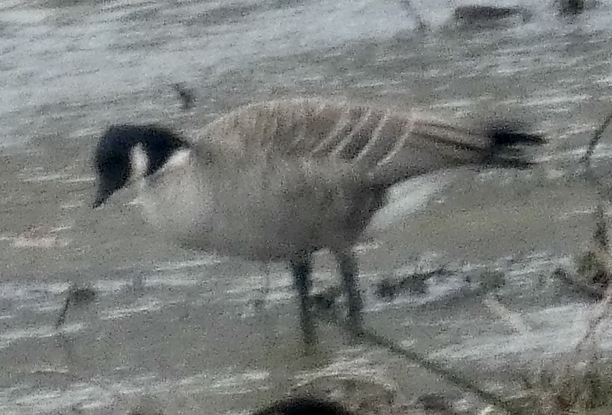 Малая канадская казарка - ML647865333