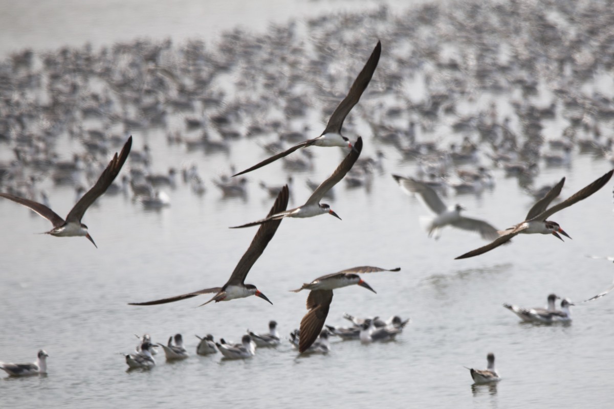 Чёрный водорез - ML647865334