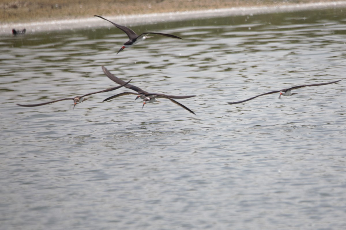Чёрный водорез - ML647865335