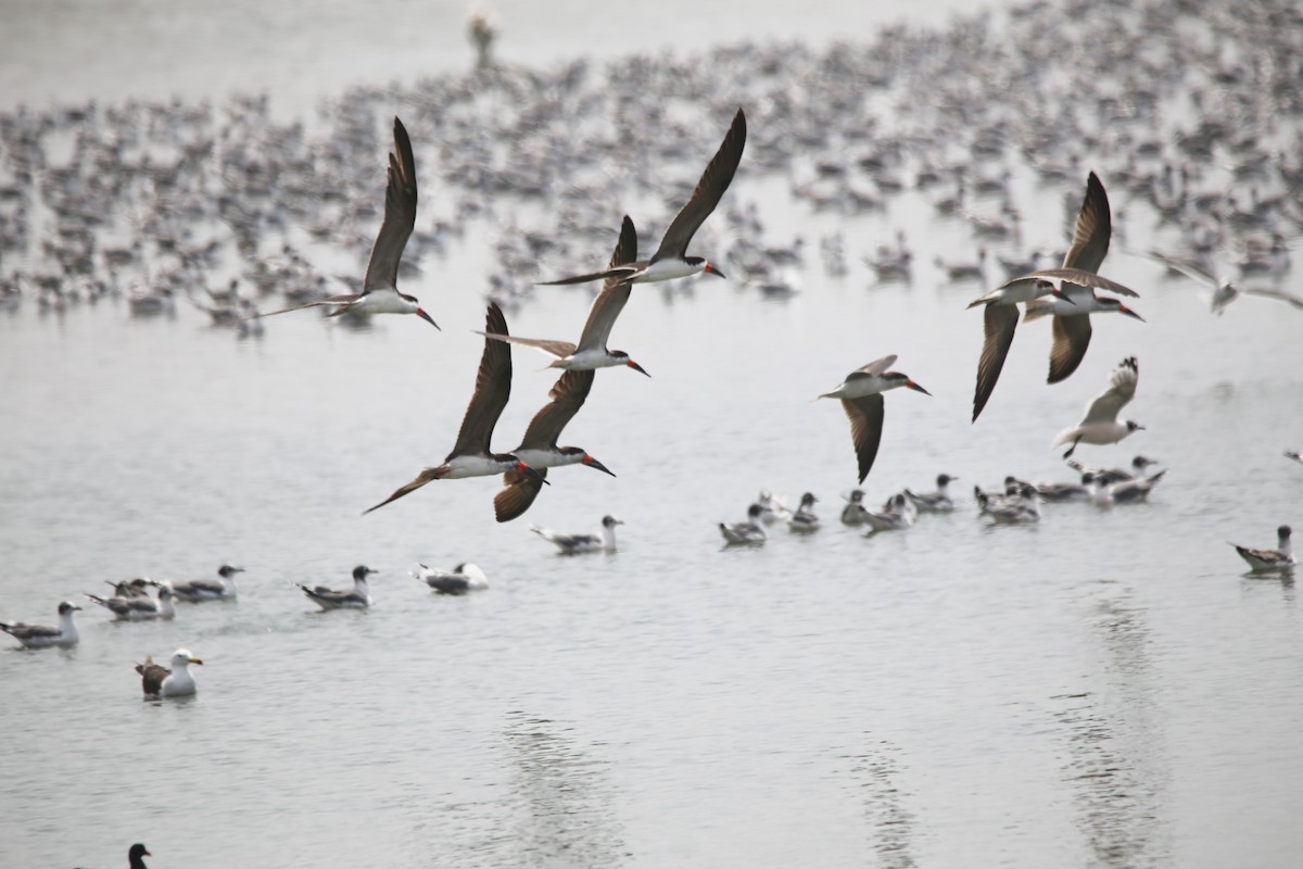 Чёрный водорез - ML647865336