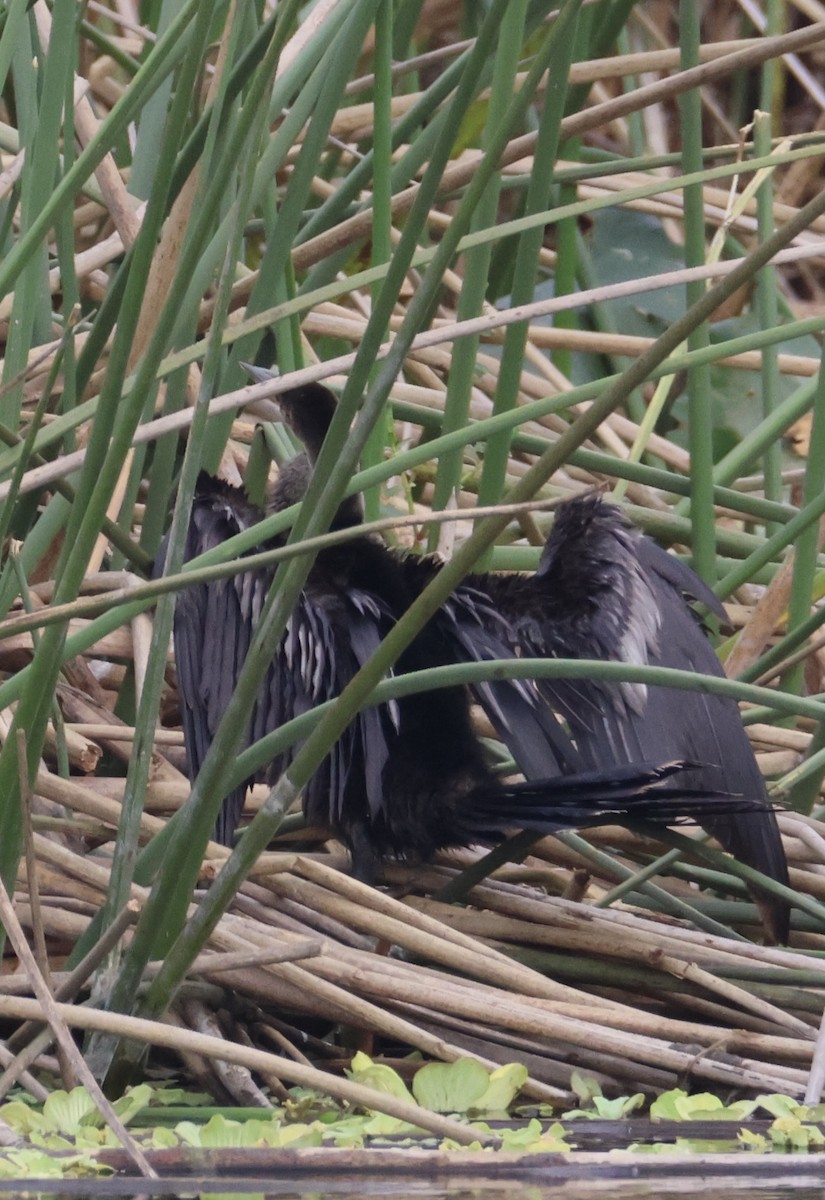 Американская змеешейка - ML647865340