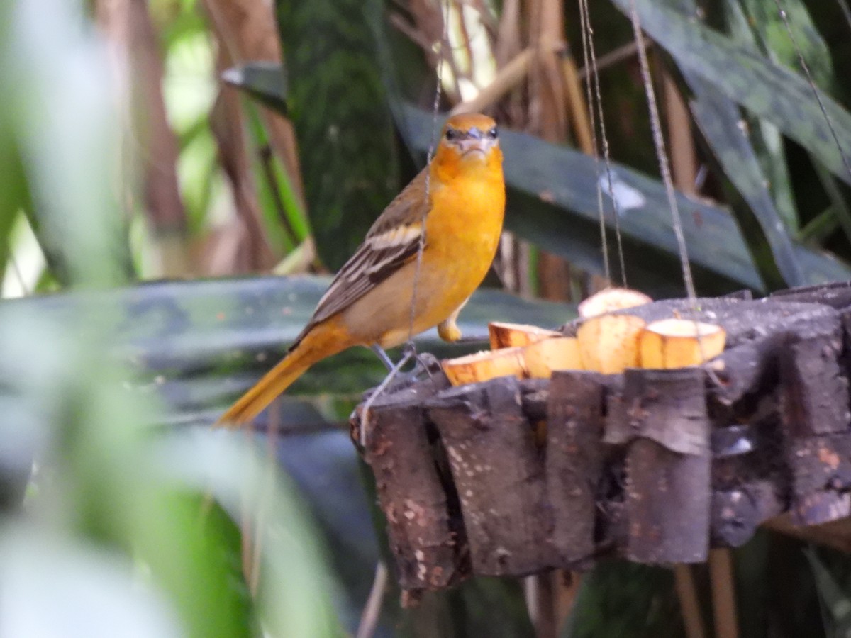 ボルチモアムクドリモドキ - ML647865379