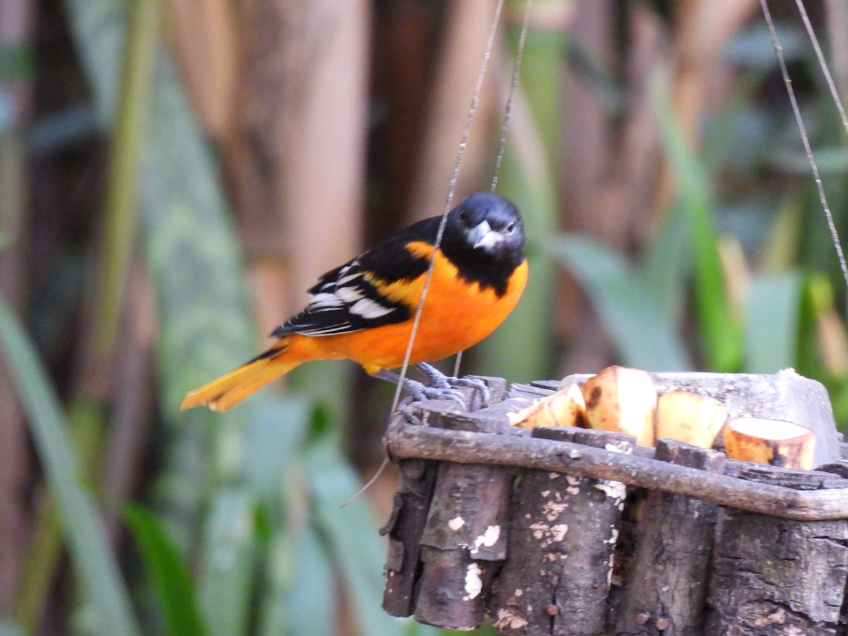 Baltimore Oriole - ML647865380