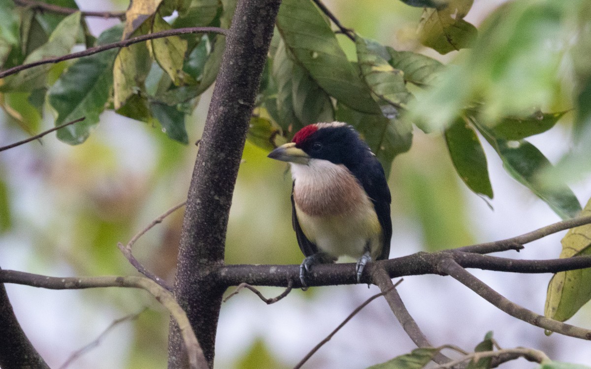 White-mantled Barbet - ML647865382