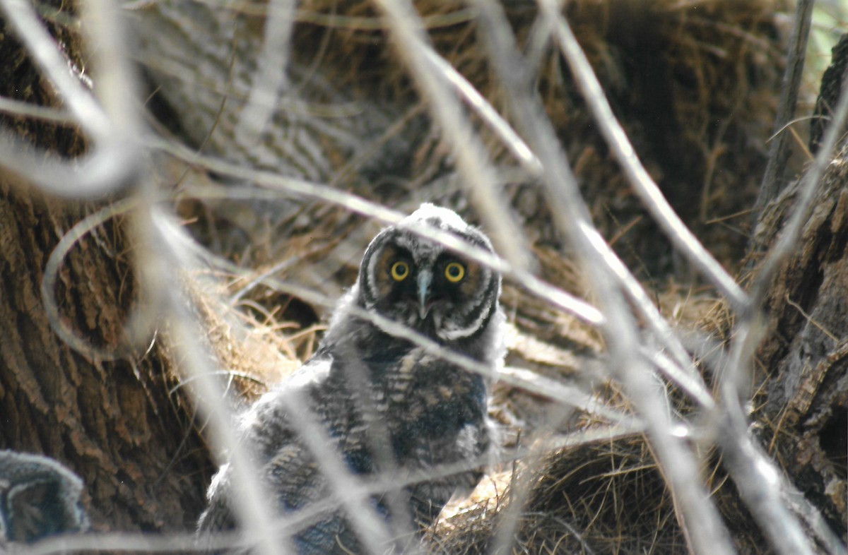 Long-eared Owl - ML647865385