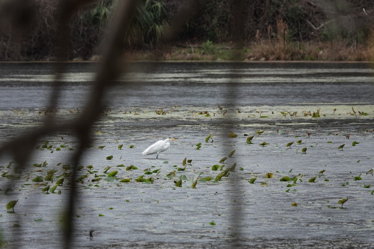 Great Egret - ML647865387