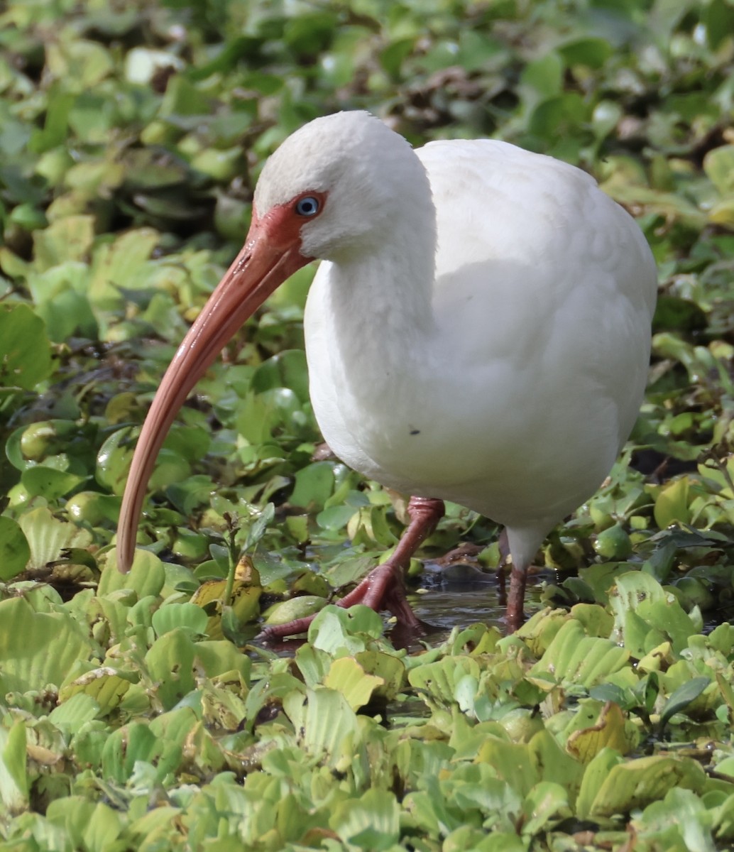 White Ibis - ML647865389