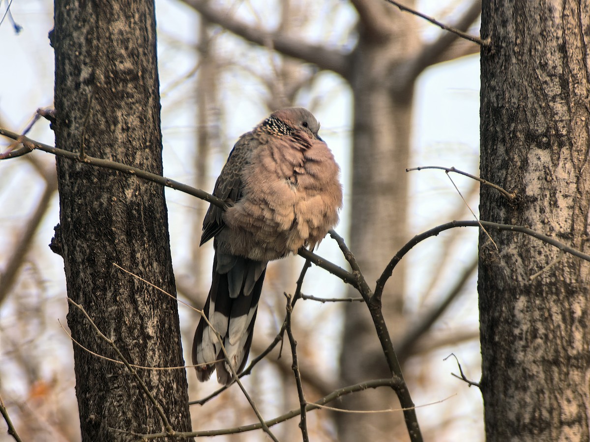 Spotted Dove - ML647865390