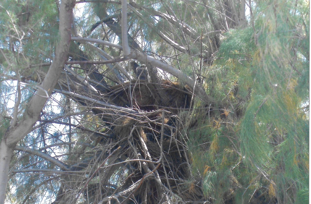 Long-eared Owl - ML647865391