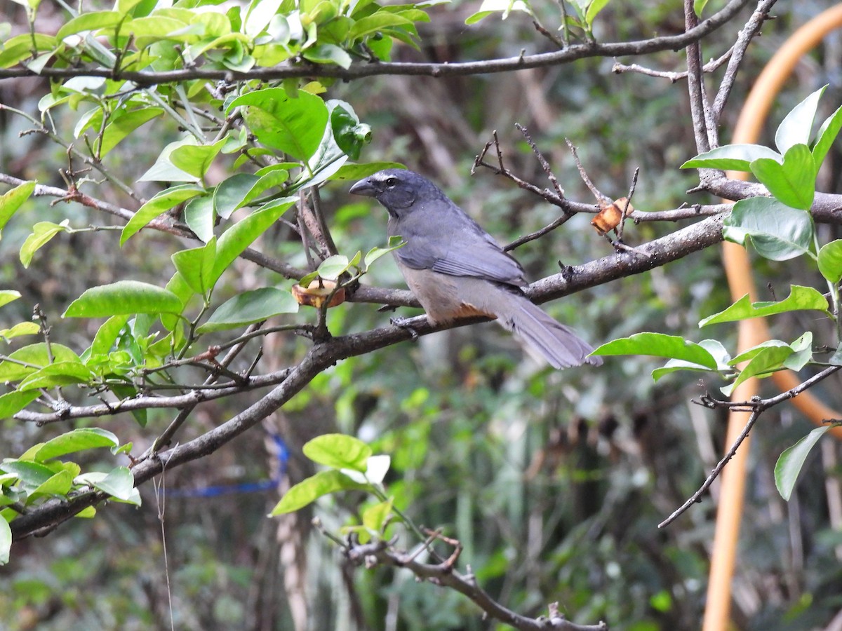 Cinnamon-bellied Saltator - ML647865392