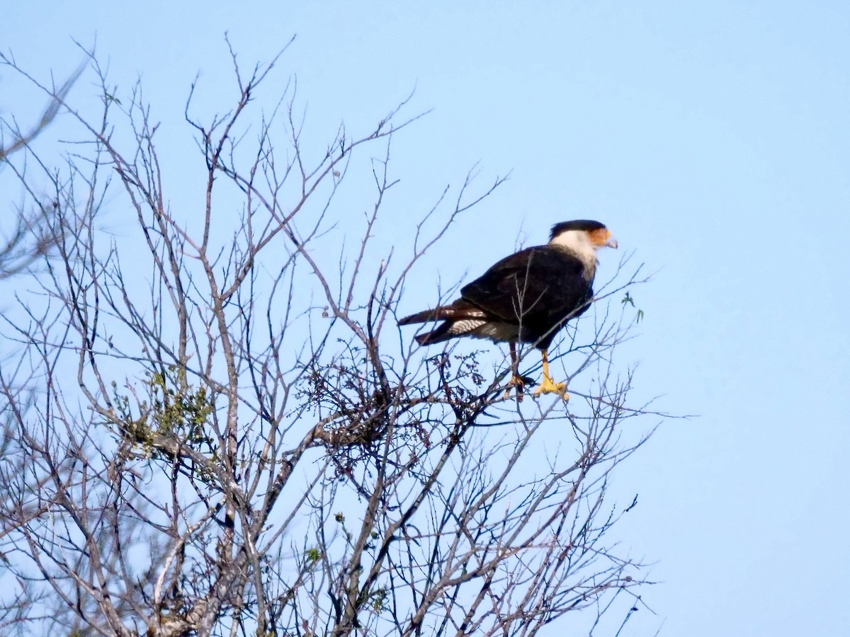 Crested Caracara - ML647865393