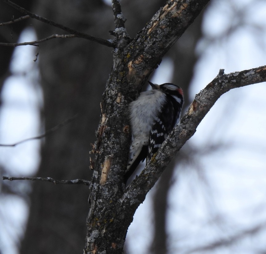 Downy Woodpecker - ML647865394