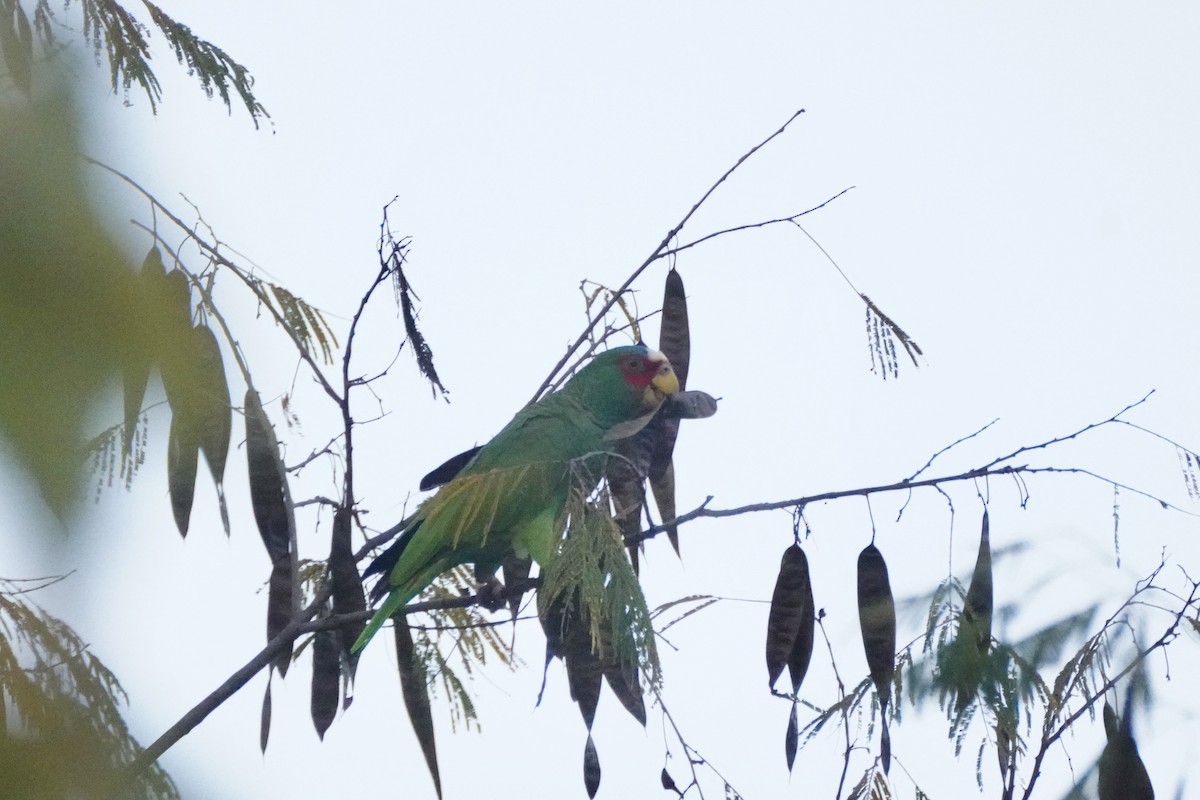 White-fronted Amazon - ML647865396