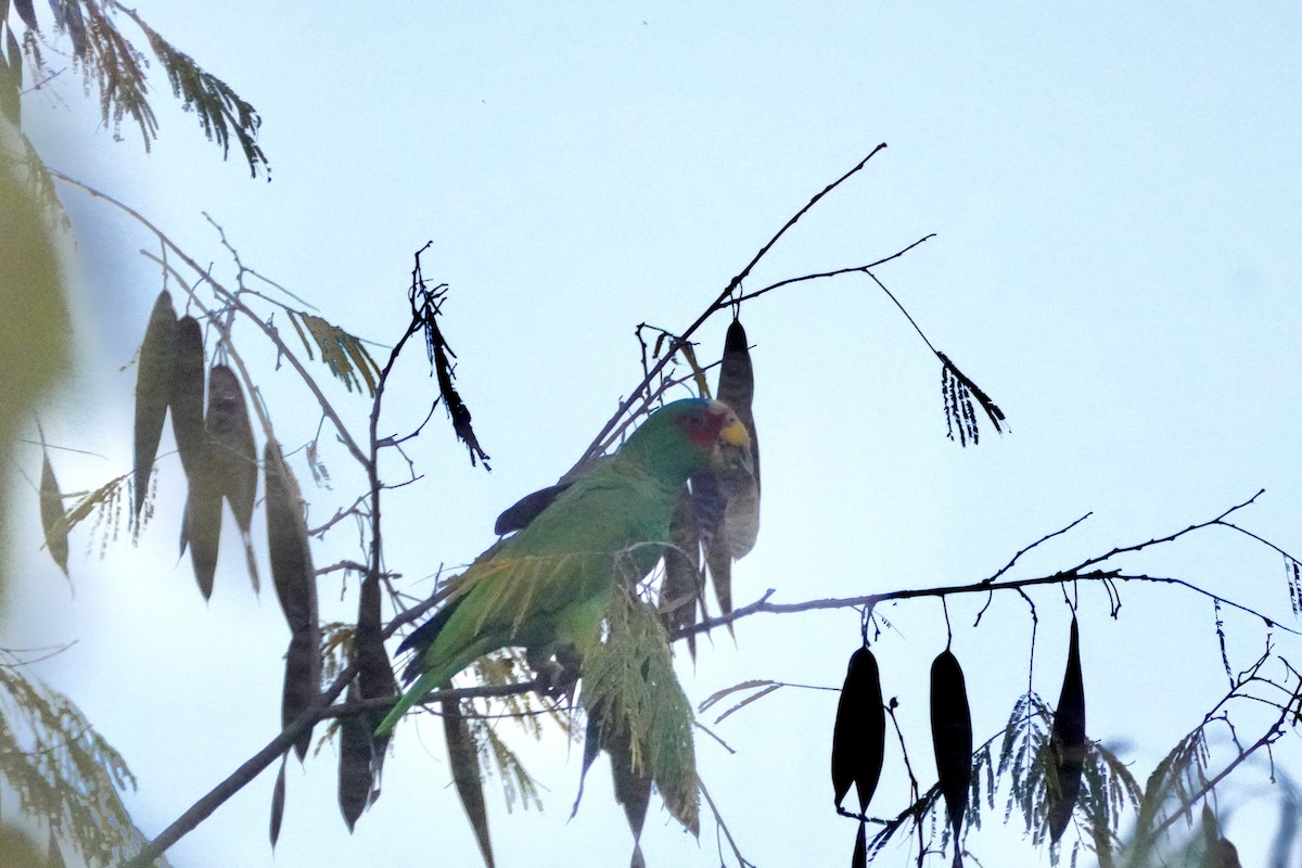 White-fronted Amazon - ML647865397